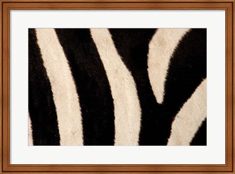 Framed Close-up of Zebra Stripes, Masai Mara, Kenya Print
