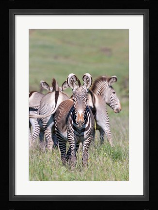 Framed Grevy's Zebra, Kenya Print