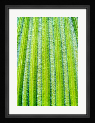 Framed Striped Giant Lobelia rosette of leaves. Mount Kenya National Park, Kenya Print