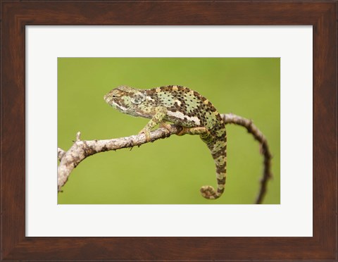 Framed Chameleon, Serengeti National Park, Ndutu, Tanzania Print
