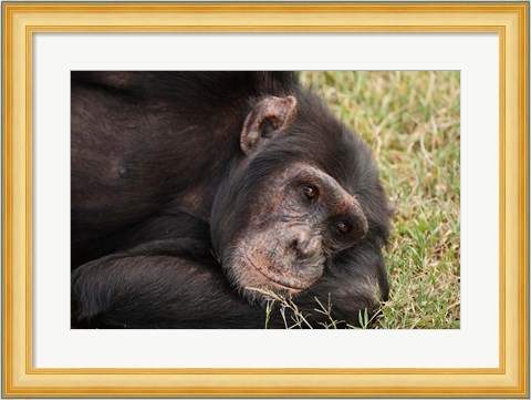 Framed Common Chimpanzee, Sweetwater Conservancy, Kenya Print