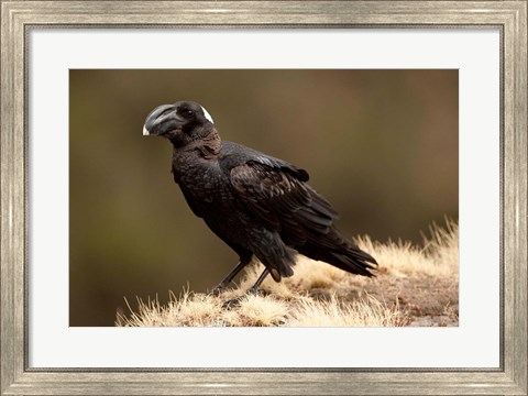 Framed Ethiopia, Thick-billed Raven bird Print
