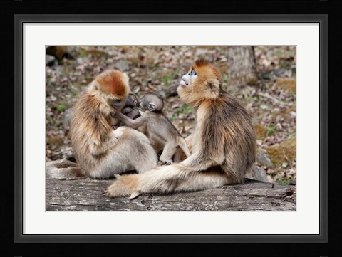 Framed Golden Monkeys with babies, Qinling Mountains, China Print