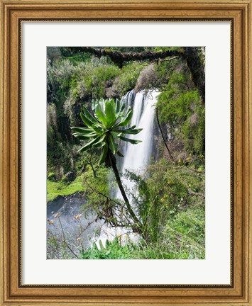 Framed Giant Lobelia in Aberdare National Park, Kenya Print
