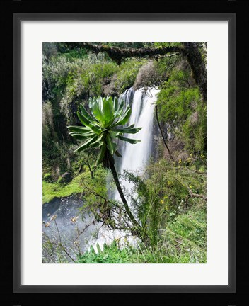 Framed Giant Lobelia in Aberdare National Park, Kenya Print