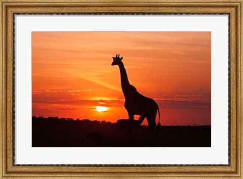 Framed Giraffe suckling young one, Maasai Mara Wildlife Reserve, Kenya Print