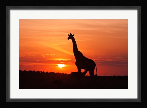 Framed Giraffe suckling young one, Maasai Mara Wildlife Reserve, Kenya Print