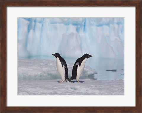 Framed Two Adelie Penguins, Antartica Print