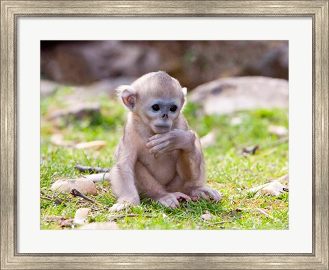 Framed Golden Monkeys, China Print