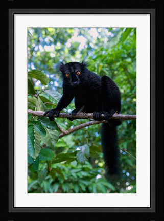 Framed Black Lemur male and female, Lokobe Nature Special Reserve, Northern Madagascar Print