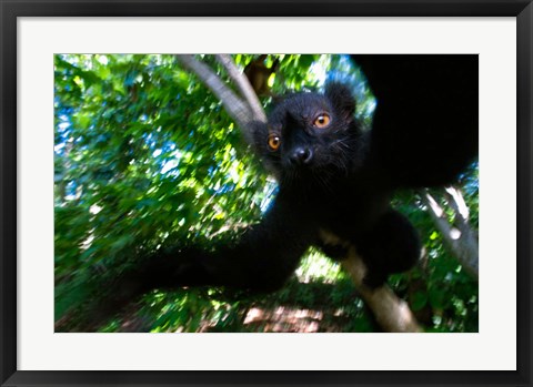 Framed Black Lemurs, Northern Madagascar Print