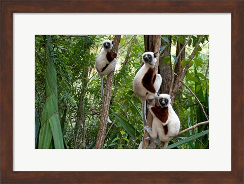 Framed Coquerel&#39;s sifakas, (Propithecus coquereli), Madagascar Print