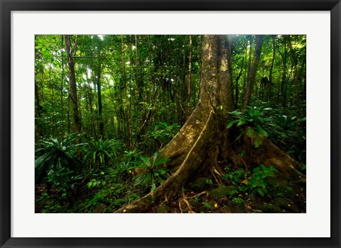 Framed Forest scene in Masoala National Park Print
