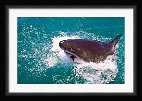Framed Great White Shark, Capetown, False Bay, South Africa Print