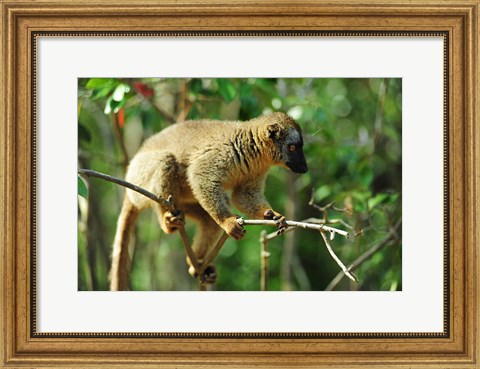 Framed Common Brown Lemur on branch, Ile Aux Lemuriens, Andasibe, Madagascar. Print