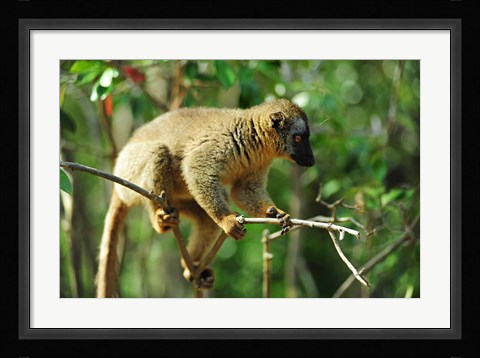 Framed Common Brown Lemur on branch, Ile Aux Lemuriens, Andasibe, Madagascar. Print