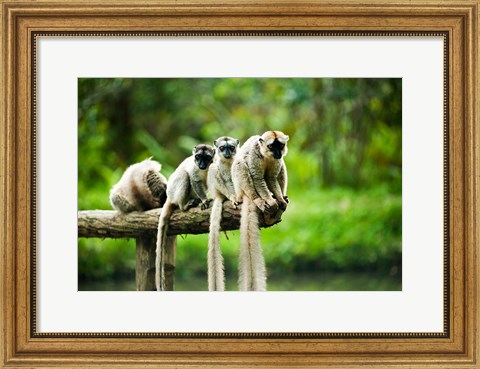 Framed Group of Verreaux&#39;s sifaka, Ile Aux Lemuriens, Andasibe, Madagascar. Print