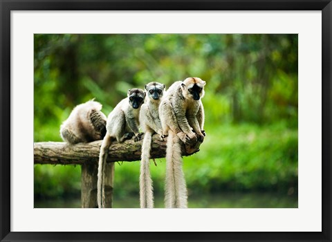 Framed Group of Verreaux's sifaka, Ile Aux Lemuriens, Andasibe, Madagascar. Print