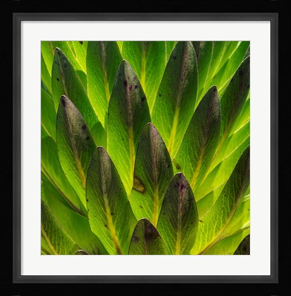 Framed Giant Lobelia in Mount Kenya National Park, Kenya Print