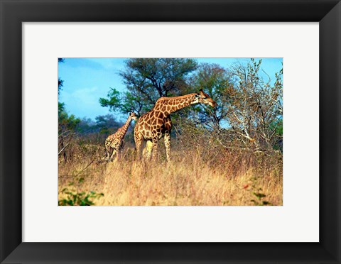 Framed Adult and baby Cape Giraffe, (Giraffa camelopardalis giraffa), Kruger National park, South Africa Print