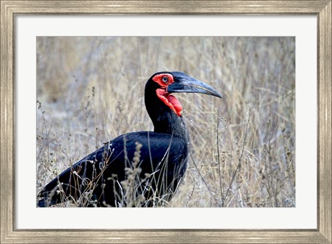 Framed Close-up of a Ground Hornbill, Kruger National Park, South Africa Print