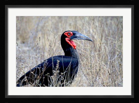 Framed Close-up of a Ground Hornbill, Kruger National Park, South Africa Print