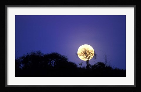 Framed Full Moon Rises Above Acacia Tree, Amboseli National Park, Kenya Print