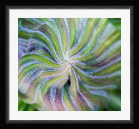 Framed Swirling pattern in Giant Lobelia rosette of leaves, Kenya Print