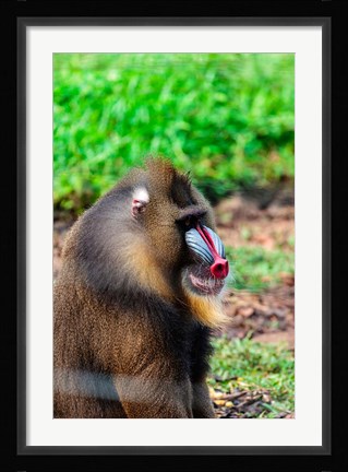Framed Africa, Cameroon, Limbe. Mandrill at Limbe Wildlife Center. Print