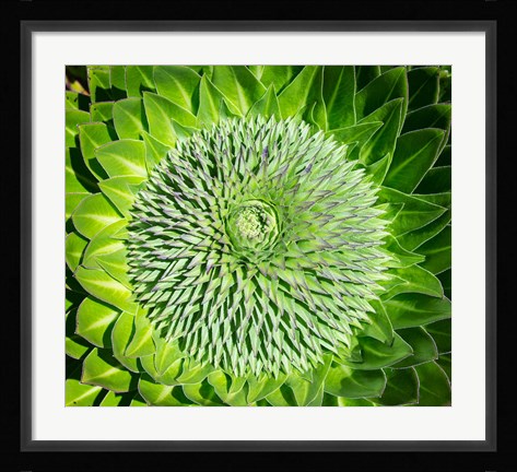 Framed Giant Lobelia inflorescence. Mount Kenya NP, Kenya, Africa. Print