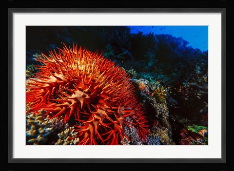 Framed Crown-of-Thorns Starfish at Daedalus Reef, Red Sea, Egypt Print
