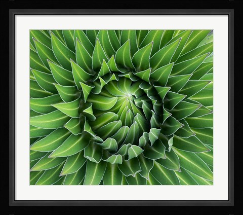 Framed Close up of Giant Lobelia rosette of leaves, Kenya Print