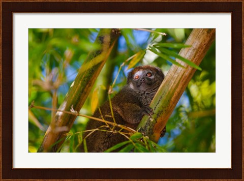 Framed Bamboo lemur in the bamboo forest, Madagascar Print