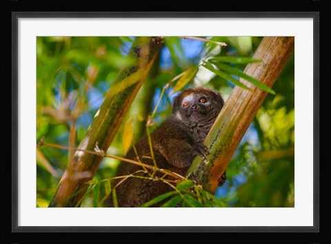 Framed Bamboo lemur in the bamboo forest, Madagascar Print