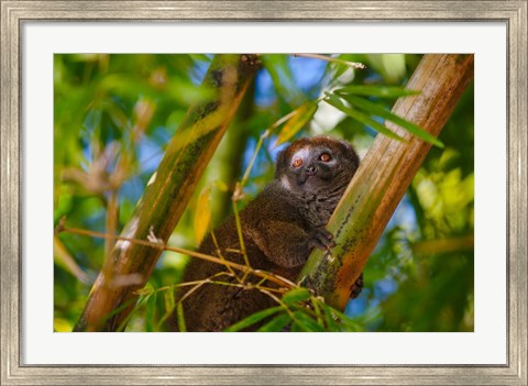 Framed Bamboo lemur in the bamboo forest, Madagascar Print