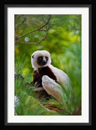 Framed Coquerel's Sifaka, Perinet Reserve, Toamasina, Madagascar Print