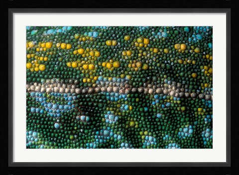 Framed Chameleon lizard, detail of skin, Madagascar Print