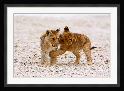 Framed Africa, Two lion cubs play fighting on the Etosha Pan Print