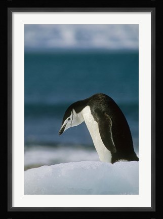 Framed Chinstrap Penguin, Antarctica. Print