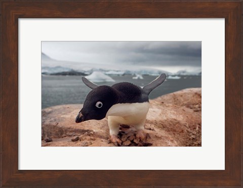 Framed Adelie penguin, Western Antarctic Peninsula Print