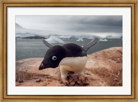 Framed Adelie penguin, Western Antarctic Peninsula Print