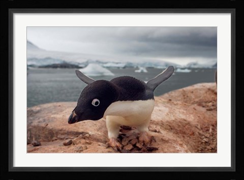 Framed Adelie penguin, Western Antarctic Peninsula Print