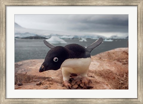 Framed Adelie penguin, Western Antarctic Peninsula Print