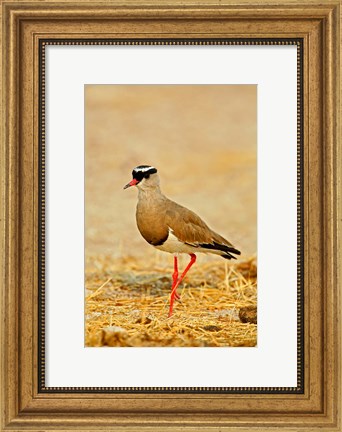 Framed Africa, Namibia. Crowned Plover or Lapwing Print