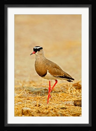 Framed Africa, Namibia. Crowned Plover or Lapwing Print