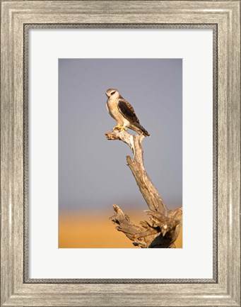 Framed Africa, Naminia, Etosha NP, Black Winged Kite bird Print