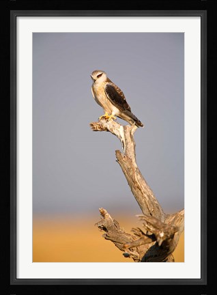 Framed Africa, Naminia, Etosha NP, Black Winged Kite bird Print