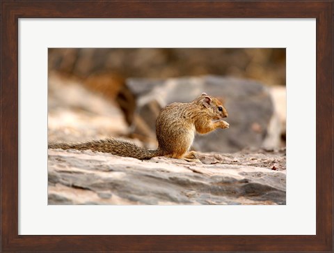 Framed Africa. Tree Squirrel feeding on the ground Print