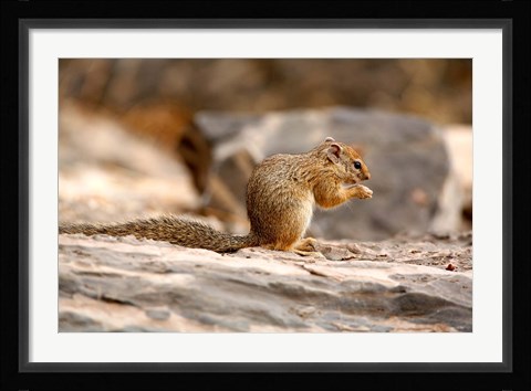 Framed Africa. Tree Squirrel feeding on the ground Print
