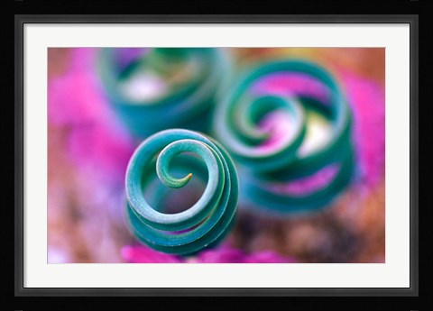 Framed Curled Lily Leaves, Namaqualand, South Africa Print